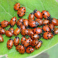 ladybugs