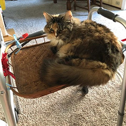 cat sitting on a walker