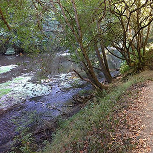 image of trees and a river