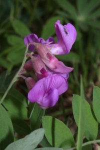 Wildflowers