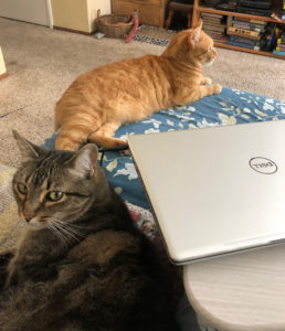 cats and laptop