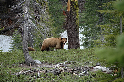 bear