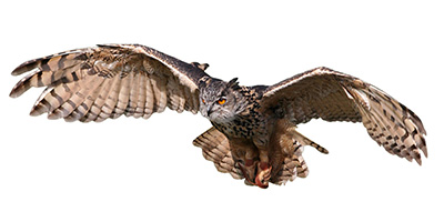 owl